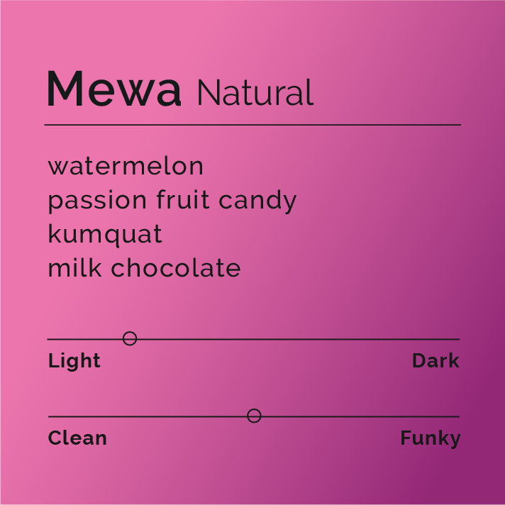 Mewa - Natural coffee, processed traditionally, sourced from smallholders in West Arsi, Ethiopia, showcasing tropical fruit flavors and smooth chocolate notes.