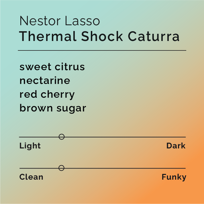 Product label for Nestor Lasso - Thermal Shock Caturra with flavor description, clean funk, and lighter roast, on a color gradient background.