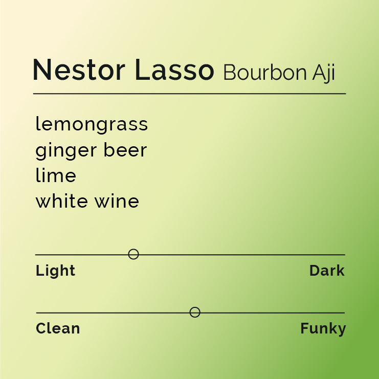 Nestor Lasso - Bourbon Aji coffee, showcasing ripe cherries undergoing fermentation and drying, highlighting the meticulous thermal shock process at El Diviso farm.