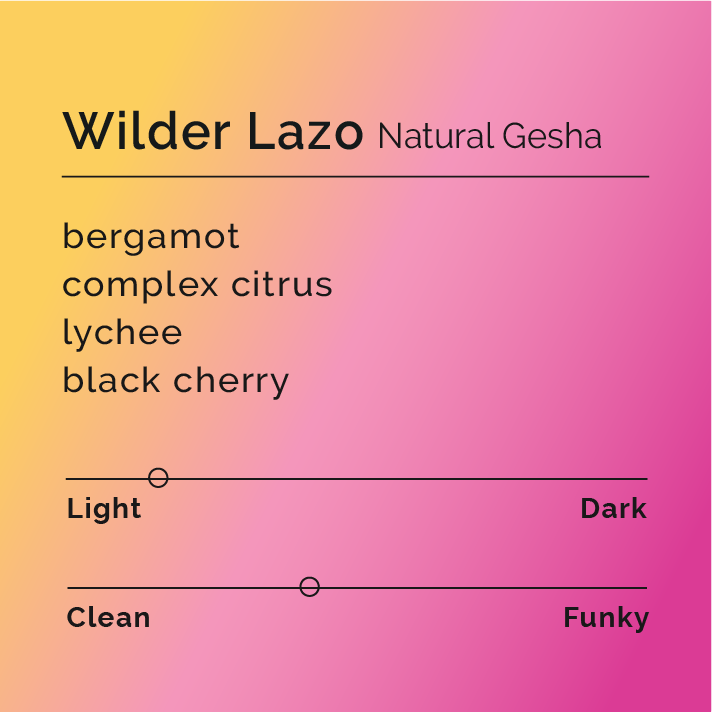Wilder Lazo - Natural Gesha coffee, highlighting its diverse varietals. The image shows handpicked cherries, emphasizing meticulous processing with fermentation and drying methods.