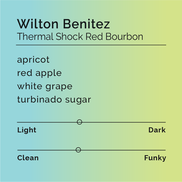 Wilton Benitez - Thermal Shock Red Bourbon coffee cherries during multi-stage fermentation process at Granja El Paraíso-92, showcasing innovative methods in Colombian coffee production.
