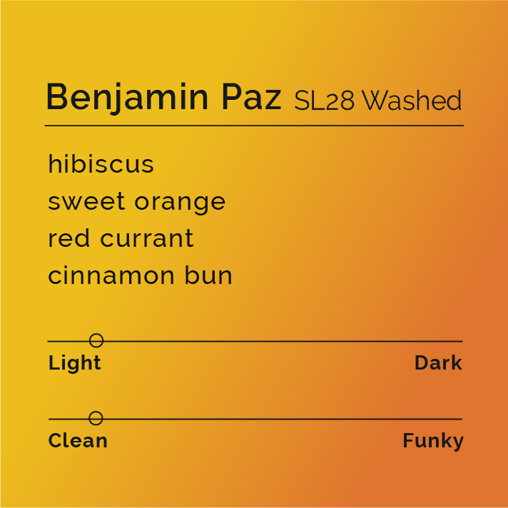 Benjamin Paz - SL28 Washed coffee beans drying on raised beds, showcasing vibrant and juicy characteristics with floral, sweet, and spiced notes, sourced from Santa Barbara, Honduras.