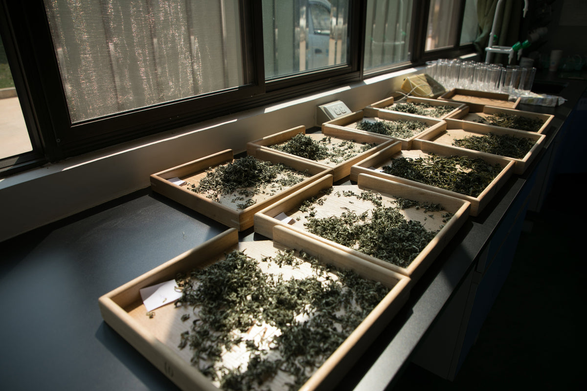 Several wooden trays with tea on them drying in a window sill.