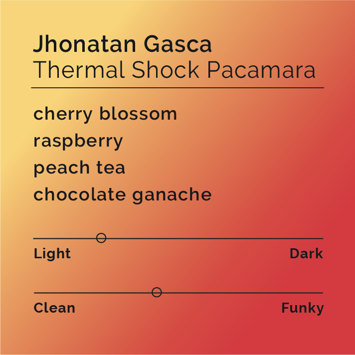 Product label for Jhonatan Gasca - Thermal Shock Pacamara with flavor description, mild funk, and lighter roast, on a color gradient background.