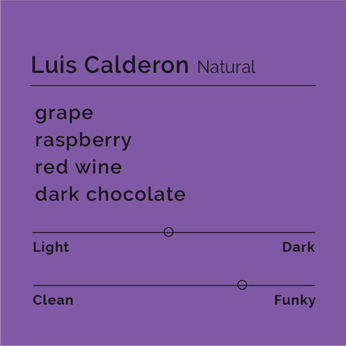 A graphic that is a solid color of grape purple with the title, "Luis Calderon Natural" on it. Underneath it has the tasting notes of grape, raspberry, red wine, dark chocolate. The roast is mostly medium light and the coffee is very funky.
