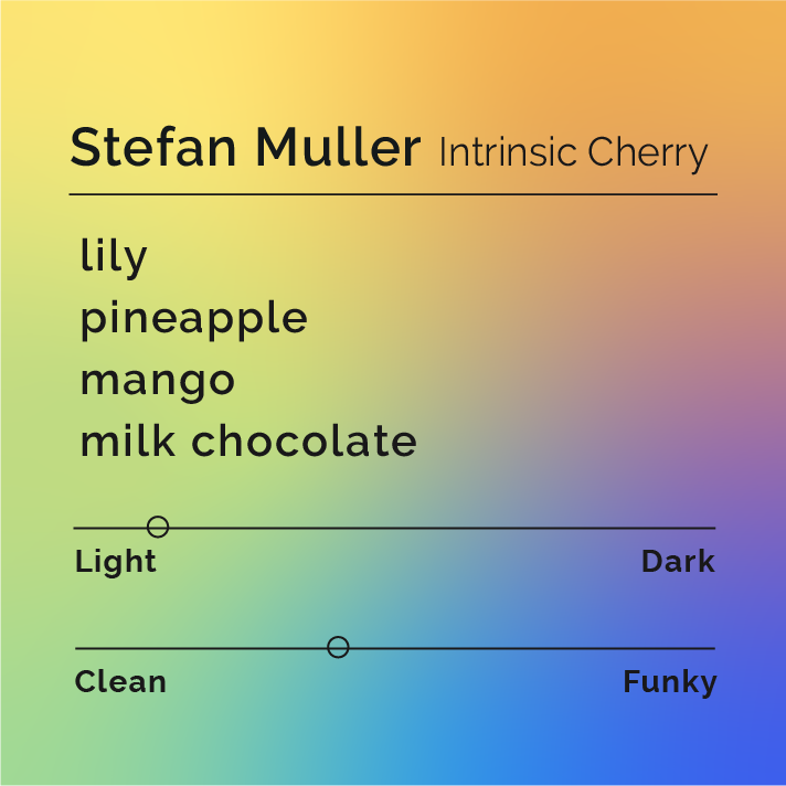 A graphic with a  morpheus gradient with the colors of light yellow to tangerine orange to a lime green and blue purple. The graphic has the title, Stefan Muller Intrinsic Cherry and tasting notes lily, pineapple, mango, and milk chocolate. It has a horizontal line with a roast level scale on the light side and a mild funk.
