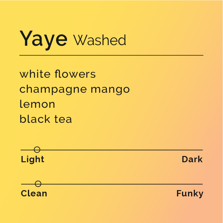 Yaye - Washed coffee beans from Arbegona, Ethiopia, showcased in a rustic setting, highlighting their high-altitude origins and meticulous washing process at Yaye station.