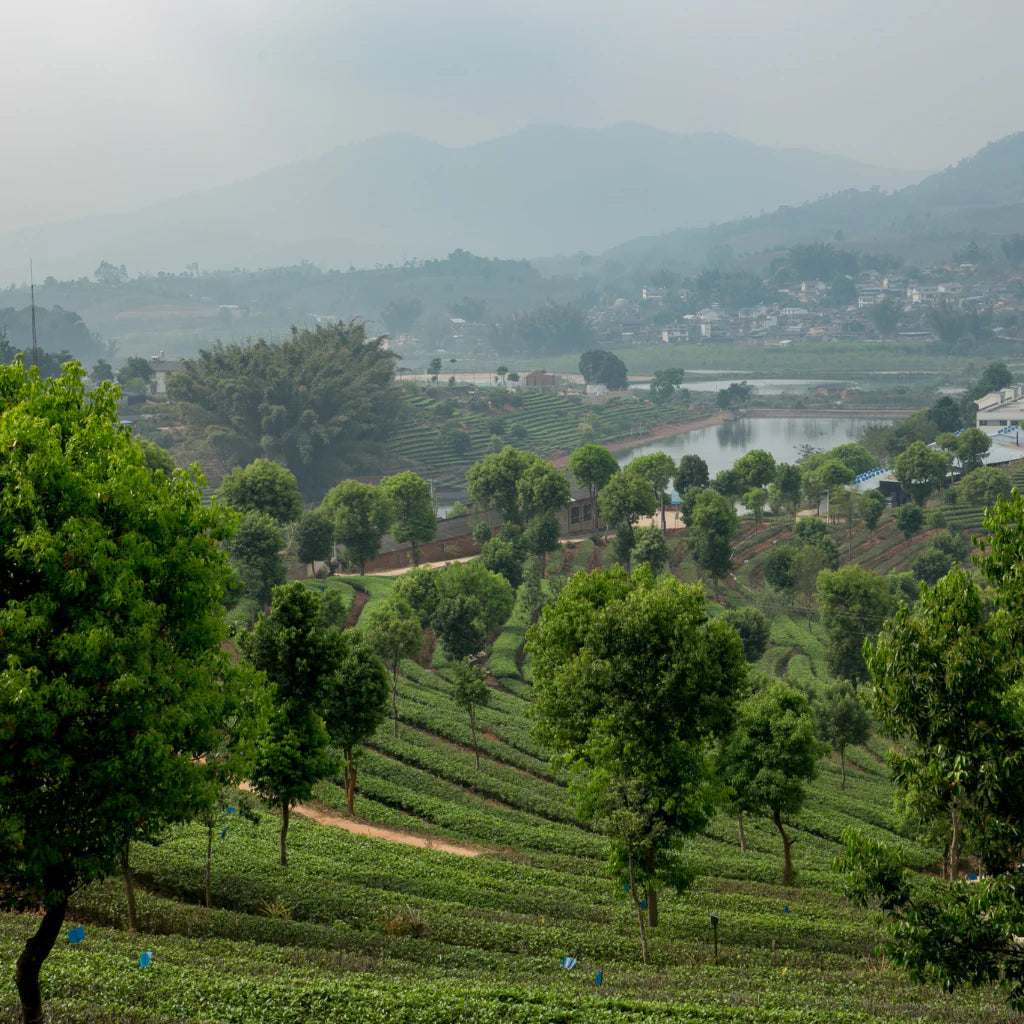 Hilly landscape with greenery and a lake in the distance