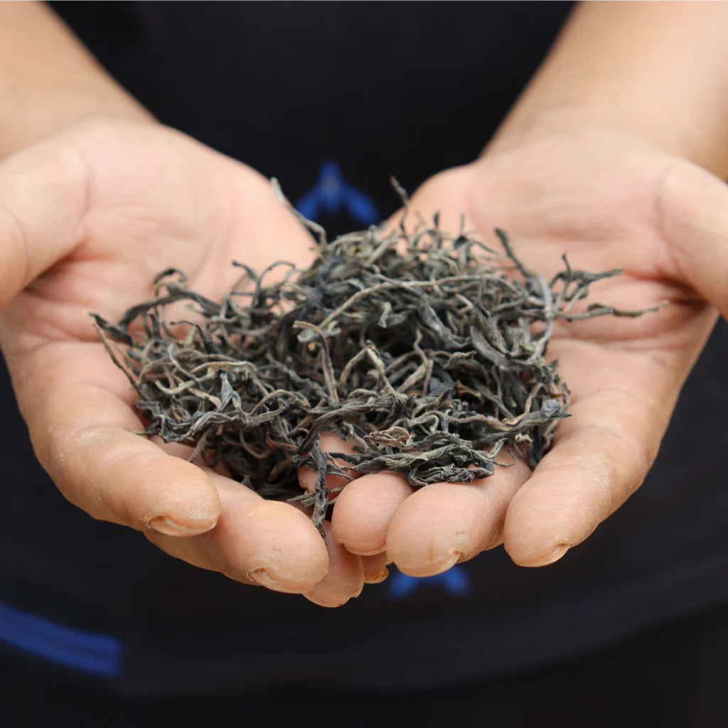 Hands holding a pile of dried tea leaves against a dark background
